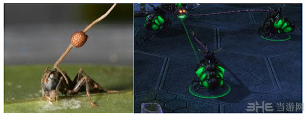 星际争霸2感染虫“神经控制”VS蚂蚁死后长出寄生果子
