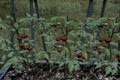 DayZ番茄怎么获得 DayZ番茄种植方法介绍