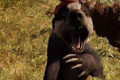 孤岛惊魂原始杀戮最强动物獾怎么获得 獾获得方法攻略