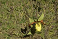 荒野大镖客2小黄花杓兰在哪 小黄花杓兰位置及获得方法介绍