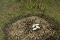荒野大镖客2鳄鱼蛋在哪 鳄鱼蛋位置及获得方法介绍