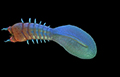 深海迷航吸血虫怎么杀 美丽水世界吸血虫属性介绍