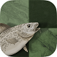 鳕鱼国际象棋软件Stockfish