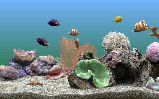 Marine Aquarium3(热带鱼屏保)截图3