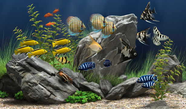 Dream Aquarium图片1
