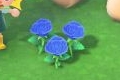 动物森友会蓝玫瑰种植方法 Switch动物之森蓝色玫瑰怎么种