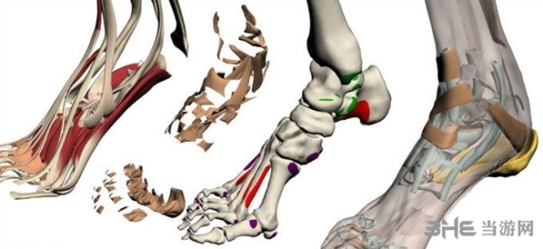 3DBody解剖图片2
