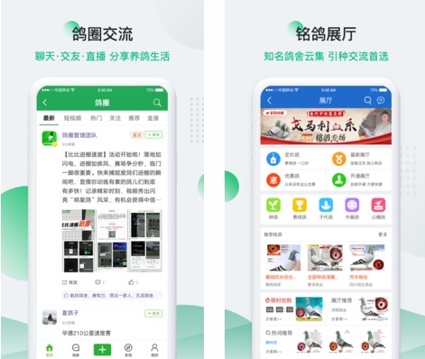 中国信鸽信息网app图片