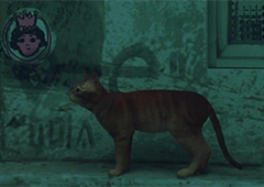 迷失stray看喵成就怎么做 详细方法介绍