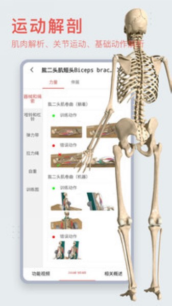 3Dbody解剖5