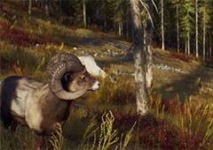 狩猎之道不同区域的狩猎许可怎么获得 许可证获取途径介绍