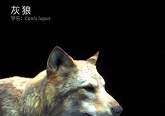 狩猎之道五星灰狼怎么捕猎 捕猎技巧攻略