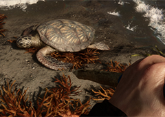 森林之子皮纳塔成就怎么做 成就解锁攻略