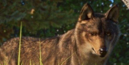 动物园之星增添新物种伊比利亚狼MOD图片1