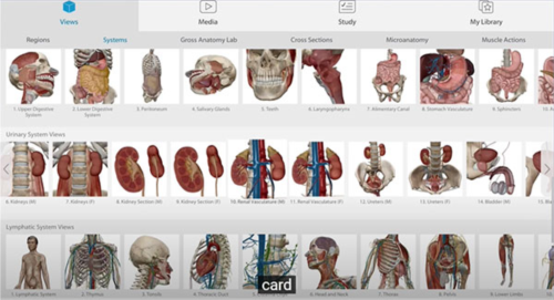 人体解剖学图谱图片3