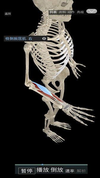 3D运动解剖截图1