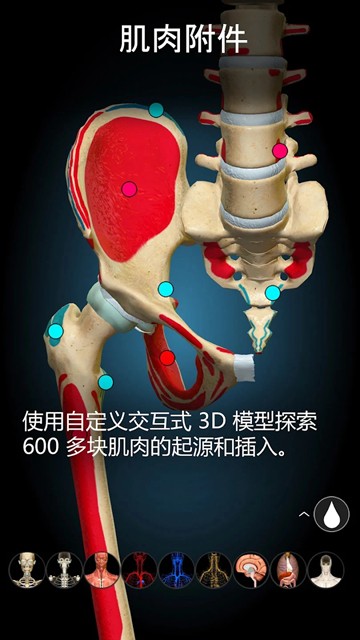 Anatomy Learning 3D 解剖学图片3
