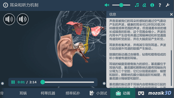 耳朵和听力机制3