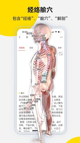 3Dbody解剖5