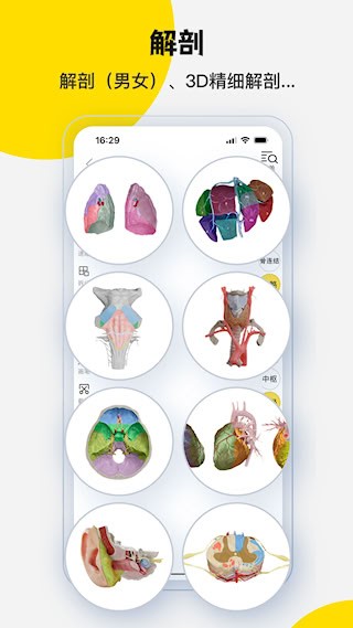 3Dbody解剖4