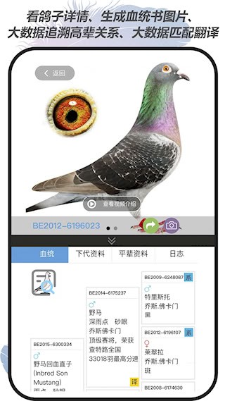 赛鸽云4