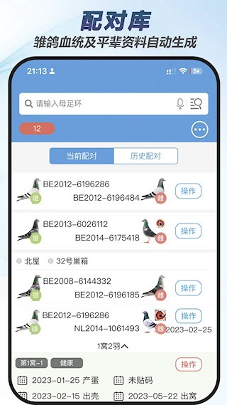 赛鸽云5