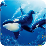 The Killer Whale